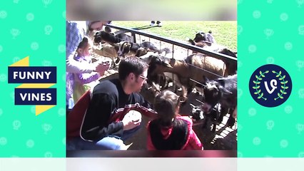 Try Not To Laugh or Grin While Watching This | Funny Vines 2016