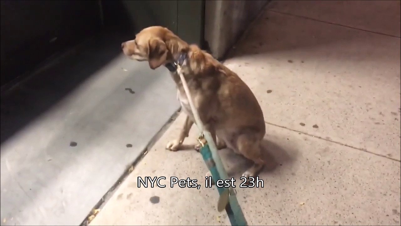 Ce chien fait la tête parce que l'animalerie est fermée. Pire qu'un gamin devant un magasin de bonbons