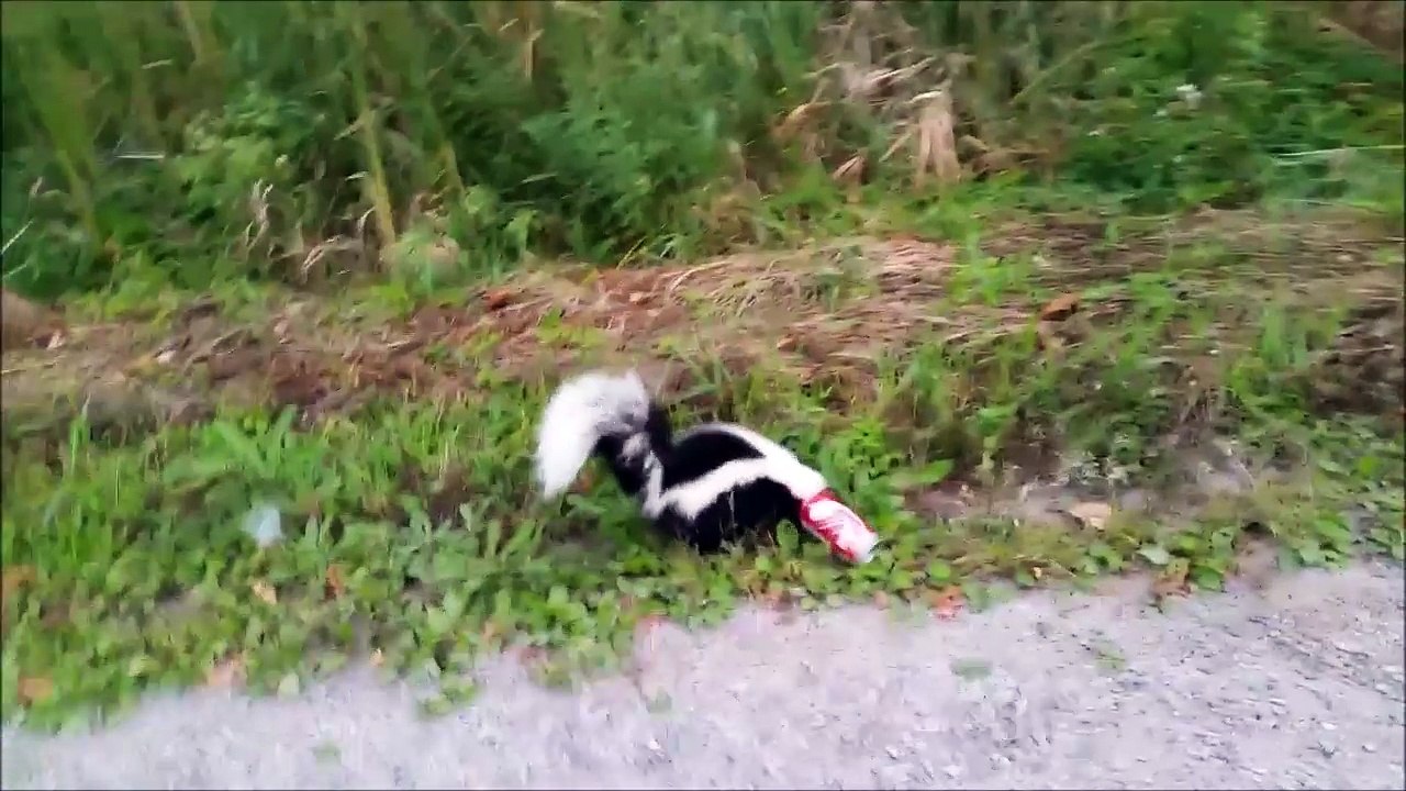 Il libère un putois d'une canette de coca au risque de se faire asperger! Courageux...