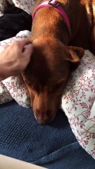 Tristesse d'un chien suite au départ de ses maîtres