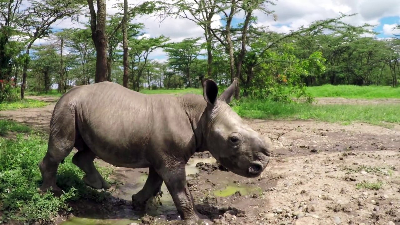 Ce bébé rhinoceros vous donnera le sourire pour la journée