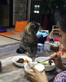 Ce chat à faim... Très faim