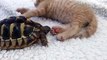 Ce petit chat se fait dévorer le bout des pattes par une tortue gourmande