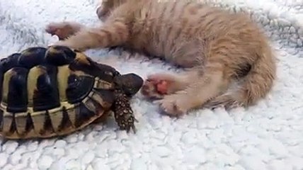 Ce petit chat se fait dévorer le bout des pattes par une tortue gourmande