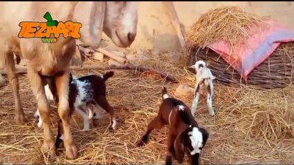 Bakri Ke Bachay Funny Tezabi Totay 2016