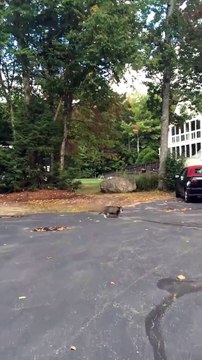 Cet énorme gros Chat essaye de rouler sur lui meme