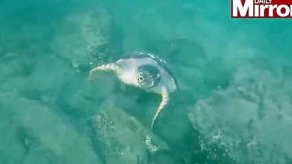 Un plongeur se fait attaquer par une tortue assoiffée de sang