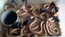 Des bébés serpents éternuent