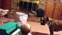Funny Dog And Baby Have Musical Duet (santa-banta-group)