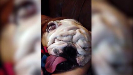 Le chien le plus moche fait sa sieste