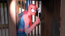 Spiderman Vs Spidergirl - Superhero Battle! w_ Hulk and Joker Superhero  3