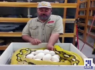 سانپ کے انڈے چرانے پر آدمی کا کیا حال ہوا دیجھیے اس ویڈیو میں