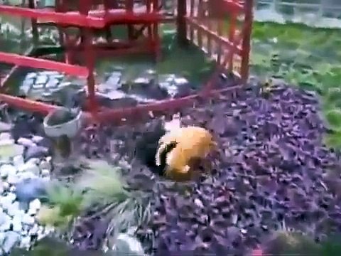 Animal World Cat fights extreme nature Best animals fights with wild 2016 animals lion tiger bear a