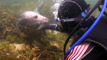 Un phoque demande un câlin à un plongeur ! Un moment magique !