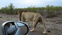 Lion Shows Tourist Why You Should Keep Car Windows Closed