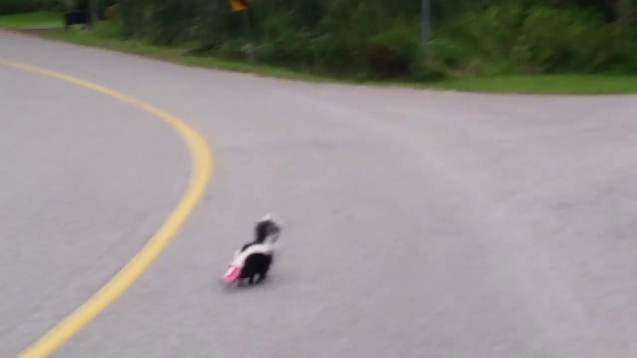 Brave Man Saving a skunk