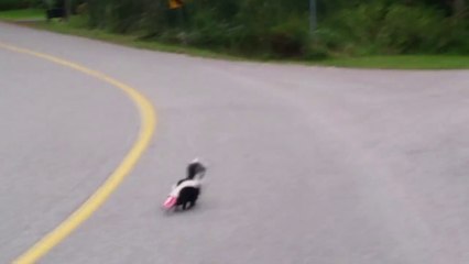 Brave Man Saving a skunk