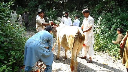 Salamkhand Qurbani 2016: Asim Mehmood in Action