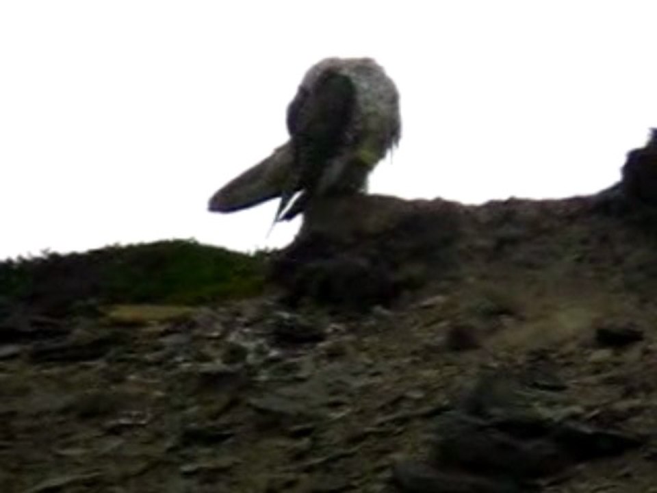 GERFALKE