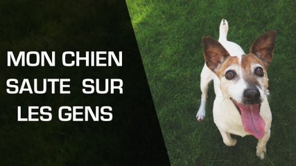 Mon chien saute sur les gens : comment l’en empêcher ?
