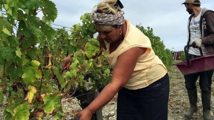 Les vendanges au château Micalet, dans le Médoc