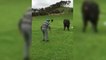Un vieil homme essaye de faire fuir un taureau