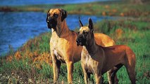 Great Dane Dog Breeds Information, Origin, History, Appearance, Temperament, Health