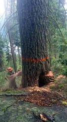 Sta per abbattere un albero secolare. Ma la natura si ribella così: