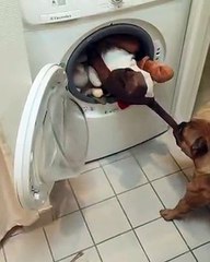 Cão corre para a máquina de lavar para salvar os seus amigos que afinal são peluches