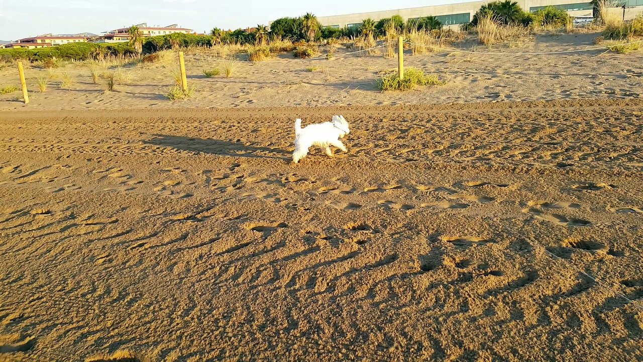 Pixie sur la plage
