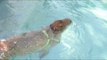 Exercising Capybara Refines Swimming Technique