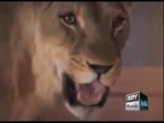 A Girl Accepting More Dangrous Dare In Waqar Zaka Show