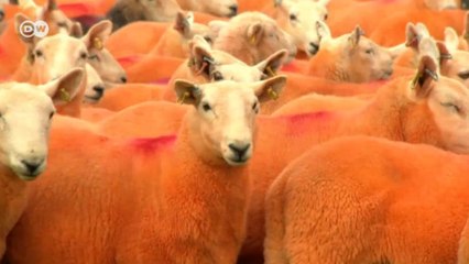 Fazendeiro britânico tinge ovelhas de laranja para evitar furtos
