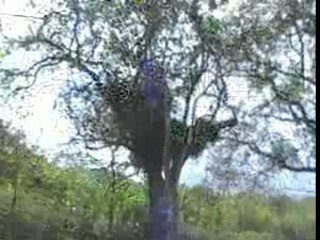 LE GUERRIER -  RIVELEHOI FARANTSA