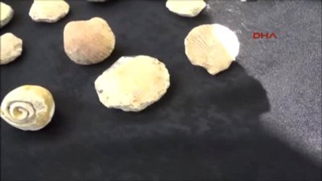 Manavgat Yaylada 15 Milyon Yıllık Deniz Canlısı Fosilleri Bulundu