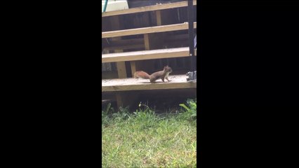 Red Squirrel Dont Like Visitors