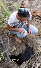 Kirpi, Kedi ve Köpekleri Zehirleyerek Öldürdüler, Hayvanseverler İsyan Etti