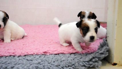 Chiots nés le 01-09-2016