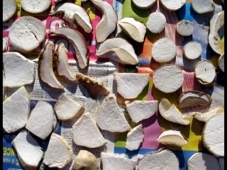 Festiv'allier 2007 (partie 2: la vie secrète des fleurs)