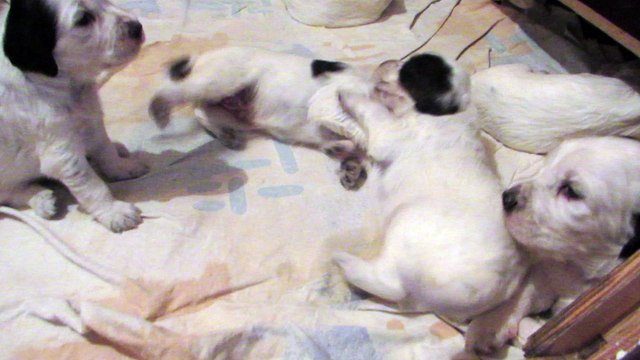 séance de jeu bébés setters anglais