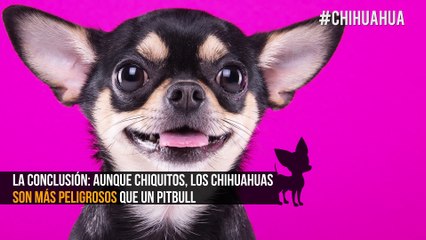Chiquito pero peligroso: El chihuahua es más agresivo que el pitbull