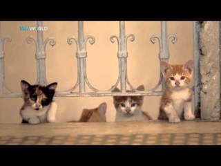 Kedi: A documentary about Istanbul's cats
