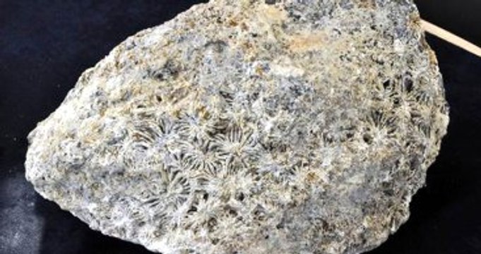 Antalya'da 15 Milyon Yıllık Deniz Canlısı Fosilleri Bulundu!