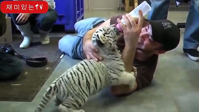 CUCCIOLI DI ANIMALI BELLISSIMI