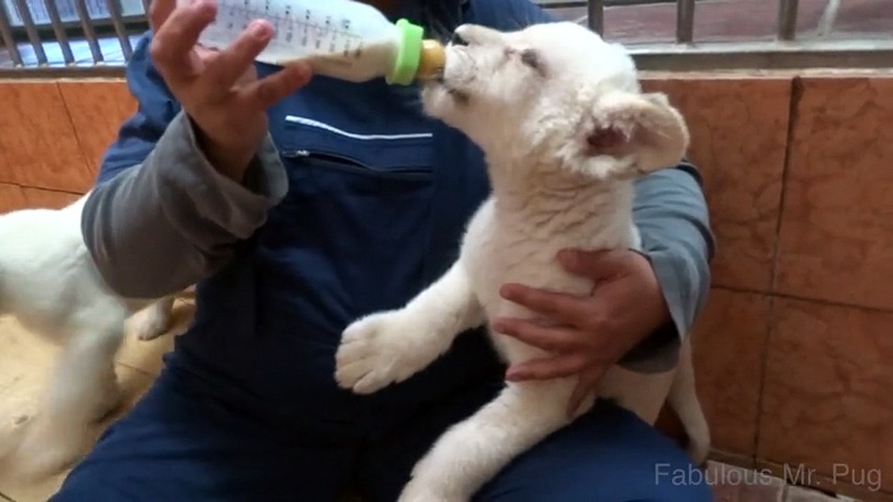 Bottle feeding white lion cubs at the Belgrade Zoo
