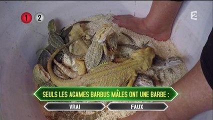 "Fort Boyard" : Roselyne Bachelot pas impressionnée par les bêtes, met les pieds dans le plat !