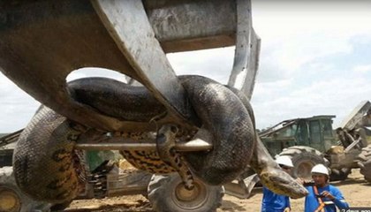 Biggest Snake Ever - Construction Workers Discover 10m Anaconda at Brazilian building site