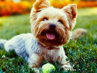 4 Awesome Pet Hacks For Dog Owners