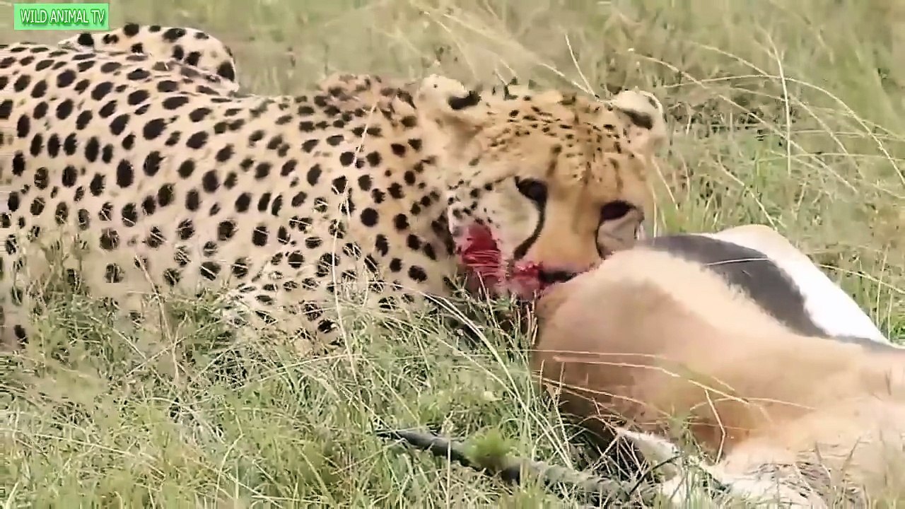 Lion vs Ostrich, Leopard vs Gnu, Antelope, Eagle eat Snake # Best Moment Wild Animal Attac